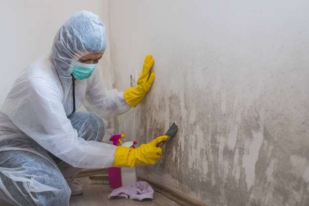 Reliable Deer Park, IL Mold Removal Solutions
