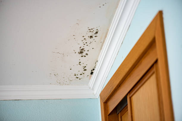 Best Black Mold Removal  in Deer Park, IL