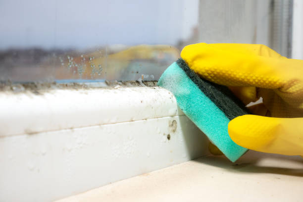Best Mold Damage Repair  in Deer Park, IL