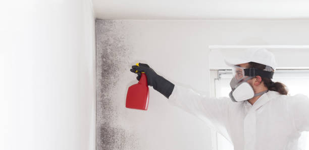 Best Mold Cleaning Services  in Deer Park, IL