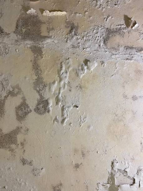 Best Mold Testing  in Deer Park, IL