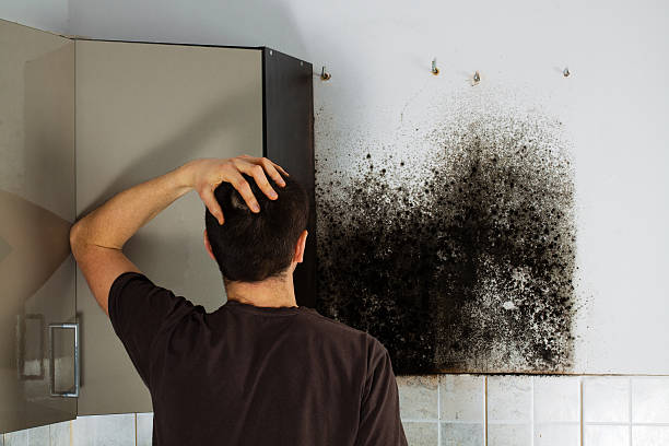 Mold Removal and Inspection in Deer Park, IL