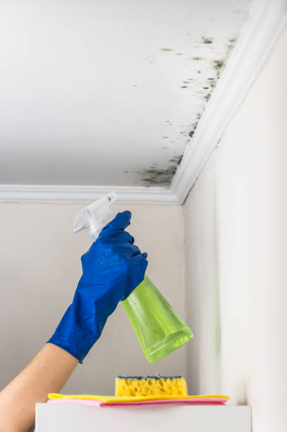 Best Home Mold Removal  in Deer Park, IL